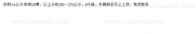 求購14公分欒樹