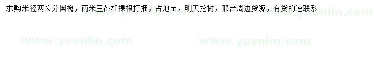 求購米徑2公分國槐