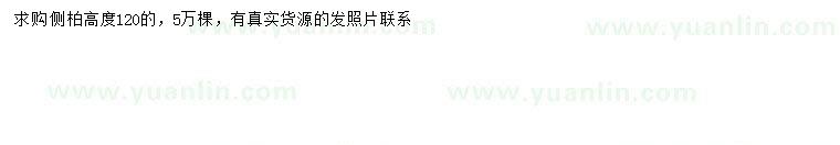 求購(gòu)高120公分側(cè)柏
