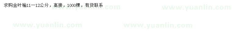 求購11-12公分高接金葉榆