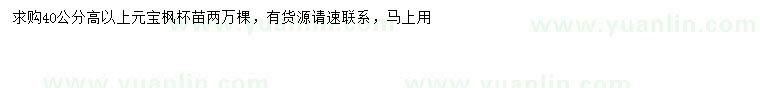 求購高40公分以上元寶楓