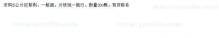 求購5公分巨紫荊