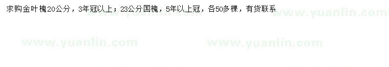 求購(gòu)20公分金葉槐、23公分國(guó)槐