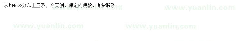 求購40公分以上衛(wèi)矛