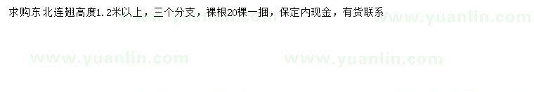 求購(gòu)高1.2米以上東北連翹