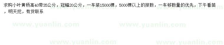 求購35、40公分小葉黃楊