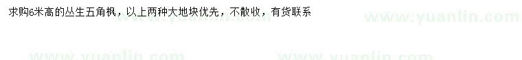 求購高6米叢生五角楓