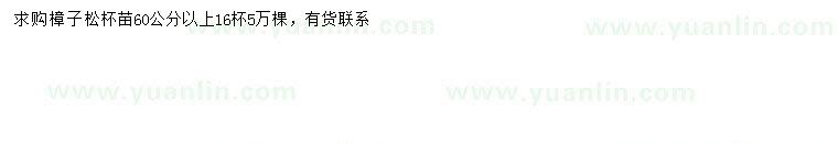 求購60公分以上樟子松