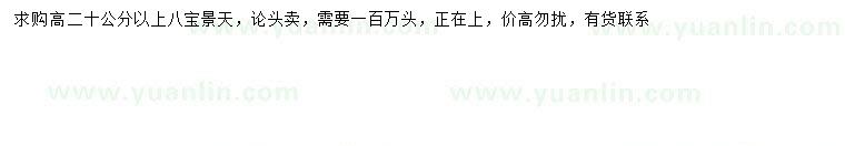 求購高20公分以上八寶景天