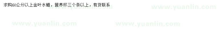 求購60公分以上金葉水蠟