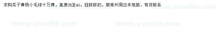求購高35-40公分瓜子黃楊球