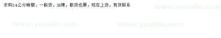 求購14公分晚櫻