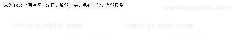 求購(gòu)10公分河津櫻