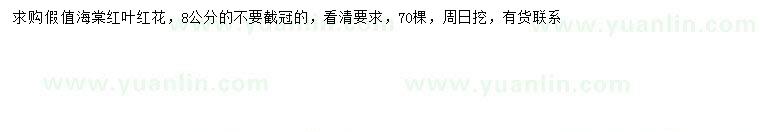 求購8公分海棠