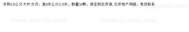 求購18公分大葉女貞