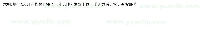 求購地徑12公分石榴樹