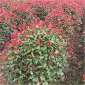红叶石楠球40-200公分叶色鲜艳 园林景观工程绿化观赏性佳 