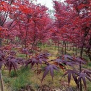 供應江蘇日本紅楓園林庭院別墅點綴綠化苗木