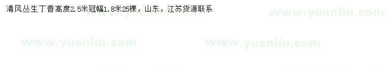 求購冠幅1.8米叢生丁香
