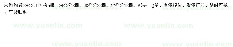 求購胸徑17、20、24、28公分國槐