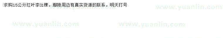 求購15公分紅葉李