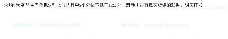 求購高7米叢生五角楓