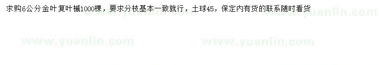 求購6公分金葉復(fù)葉槭