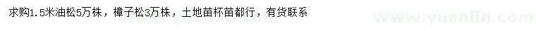 求購1.5米油松、樟子松