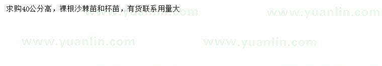 求購高40公分沙棘