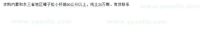 求購80公分以上樟子松
