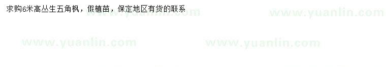 求購高6米叢生五角楓