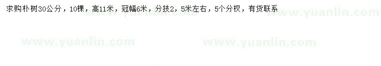 求購30公分樸樹