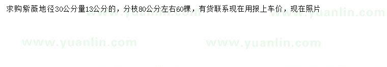 求購30量13公分紫薇