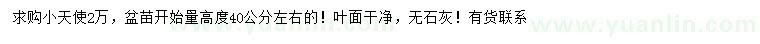 求購高40公分左右小天使