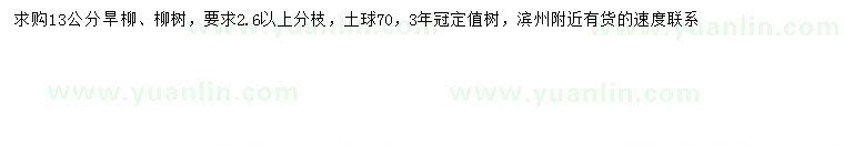 求購13公分旱柳、柳樹(shù)