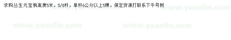 求購高5米叢生元寶楓
