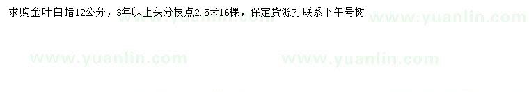 求購12公分金葉白蠟