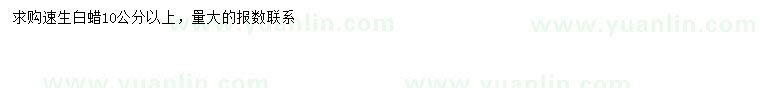求購(gòu)10公分以上速生白蠟