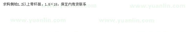 求購(gòu)1.2米以上側(cè)柏