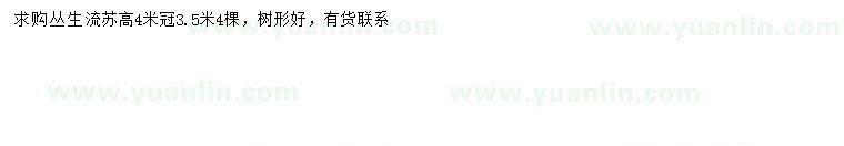 求購高4米叢生流蘇