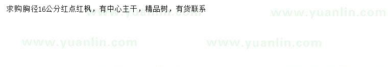 求購胸徑16公分紅點紅楓