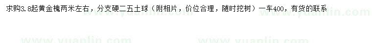 求購2米左右黃金槐