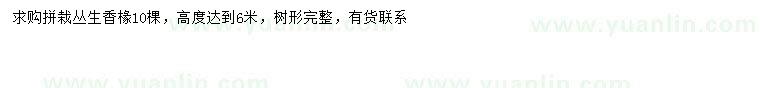 求購(gòu)高6米叢生香椽