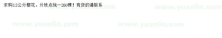 求購12公分櫻花