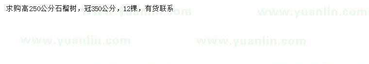 求購高250公分石榴樹(shù)