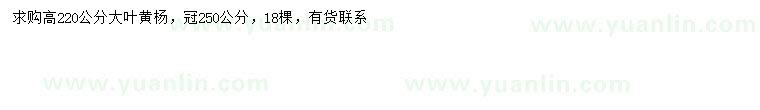 求購高220公分大葉黃楊