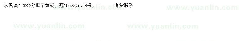 求購高120公分瓜子黃楊