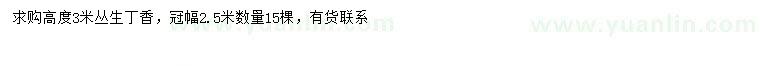 求購高3米叢生丁香