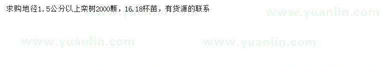 求購地徑1.5公分以上欒樹(shù)