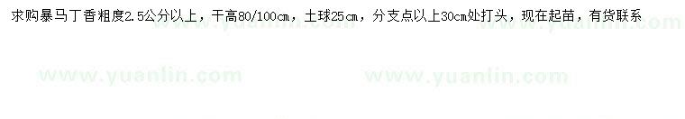 求購(gòu)2.5公分以上暴馬丁香